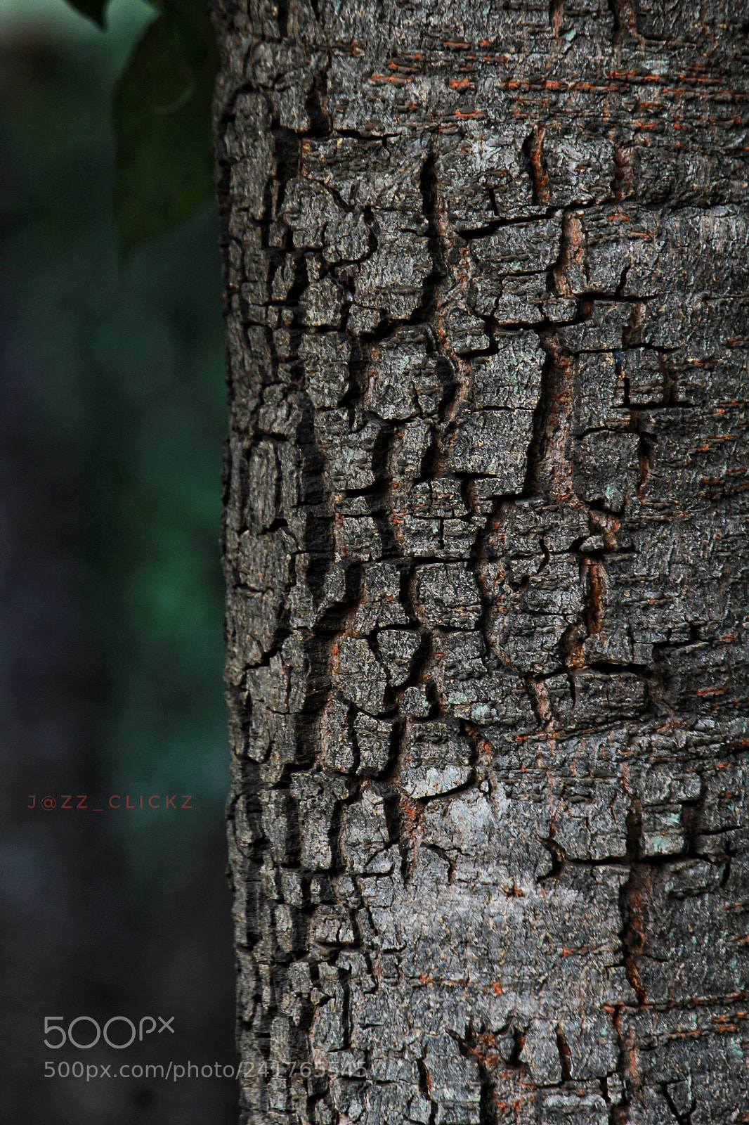 Canon EOS 1200D (EOS Rebel T5 / EOS Kiss X70 / EOS Hi) sample photo. Barks and branches photography