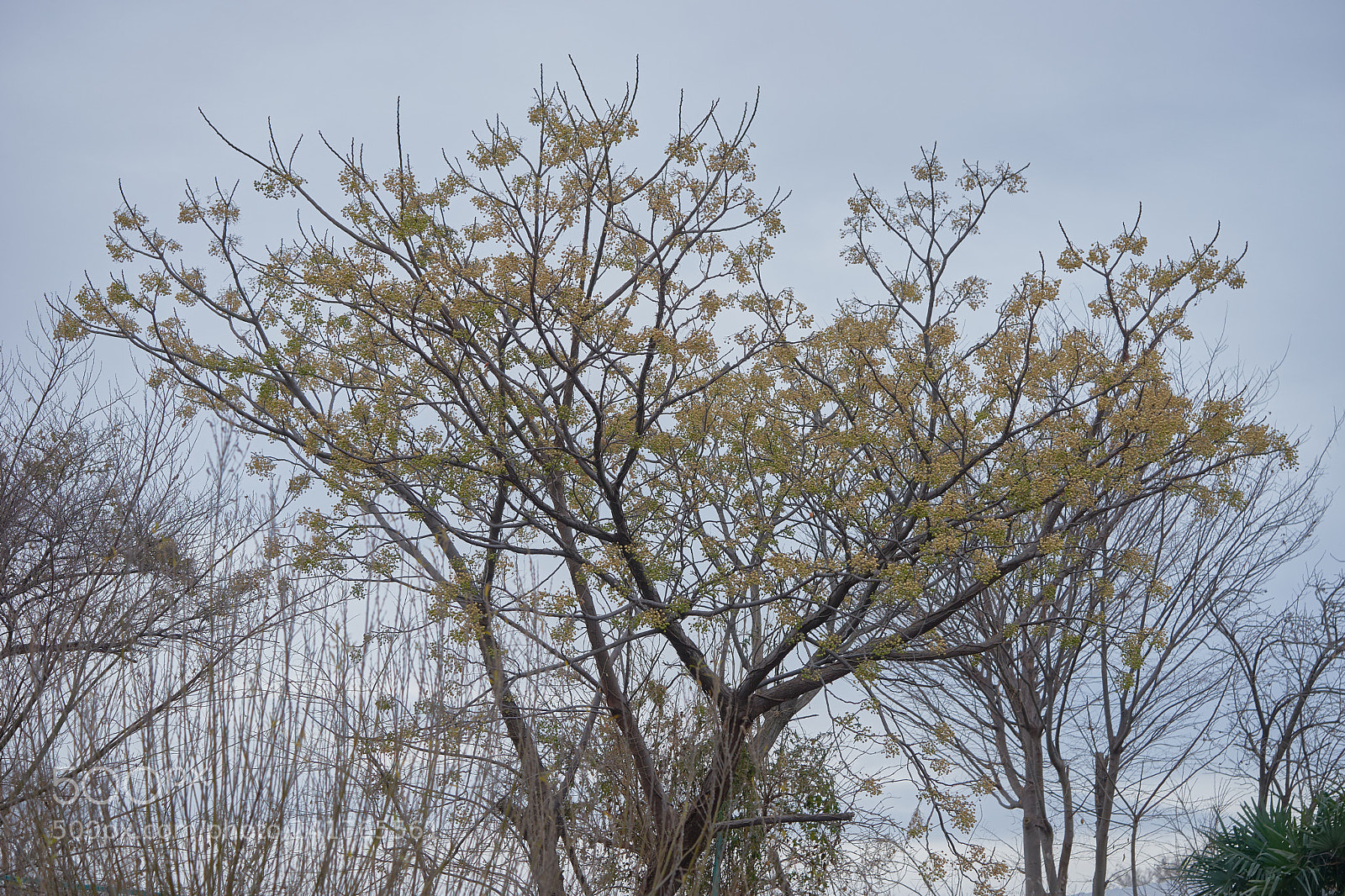 Sony a7 sample photo. Trees 118 photography