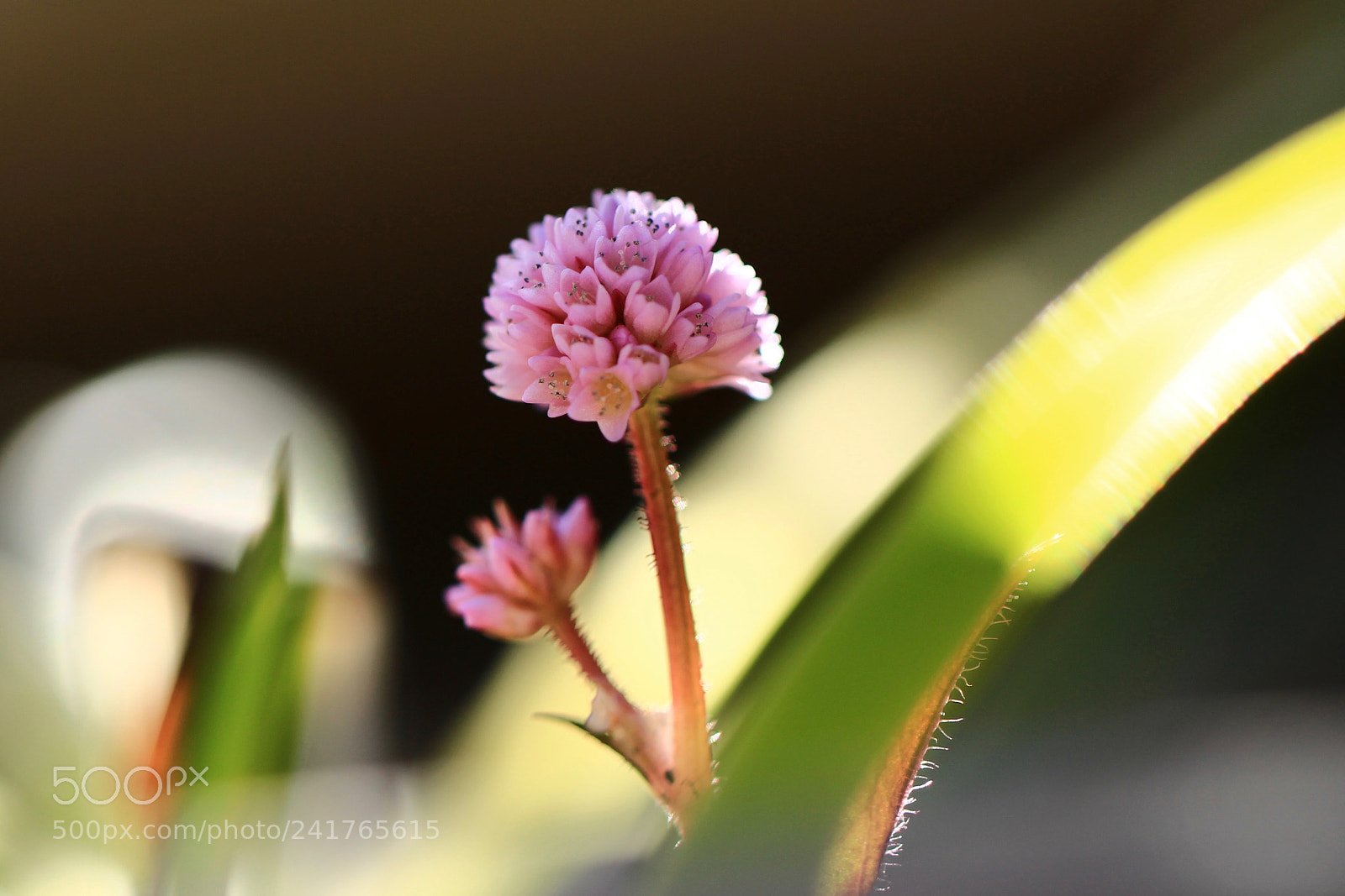 Canon EOS 700D (EOS Rebel T5i / EOS Kiss X7i) sample photo. Sunlight... photography