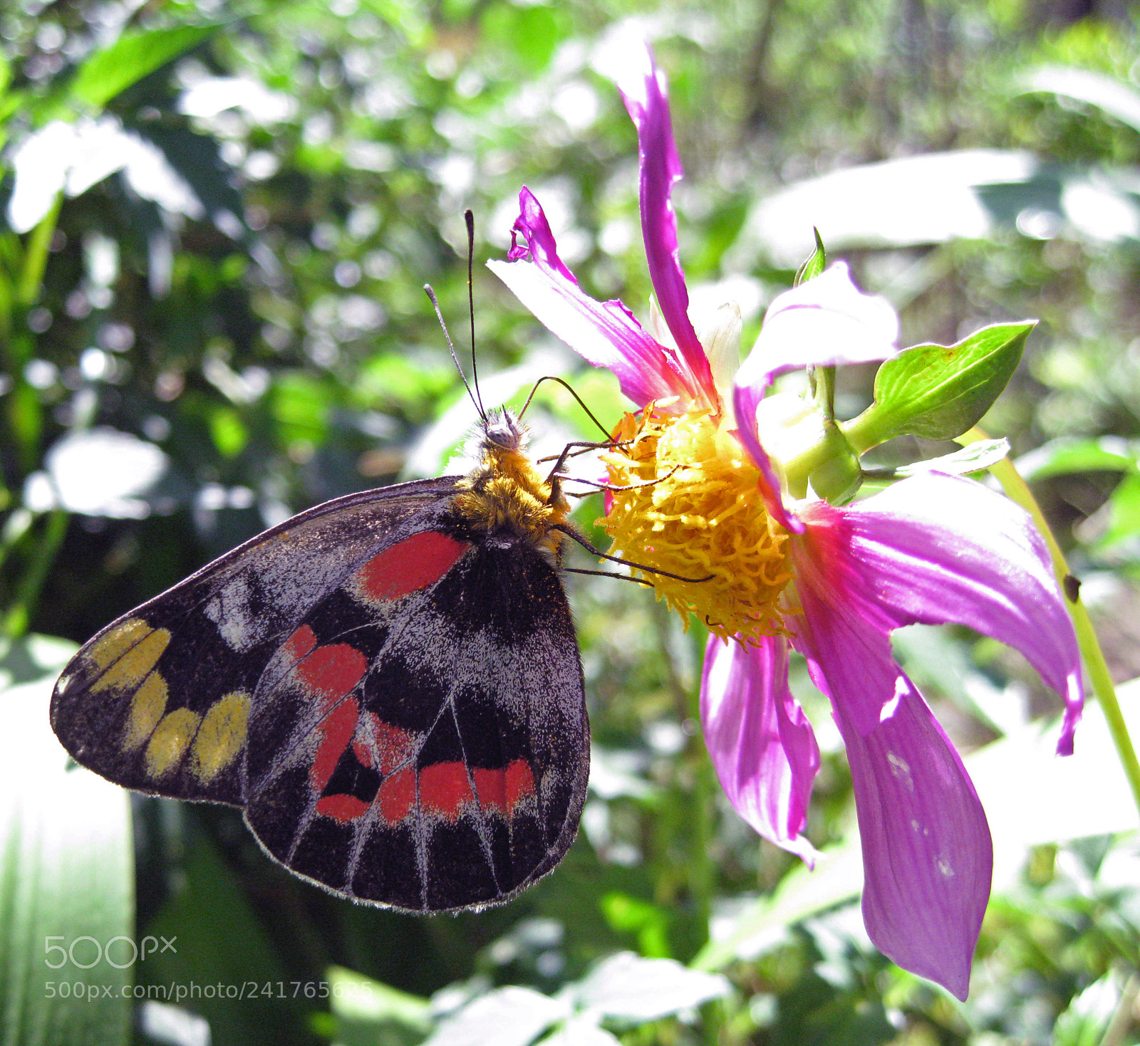 Canon DIGITAL IXUS 960 IS sample photo. Butterfly on dahlia photography