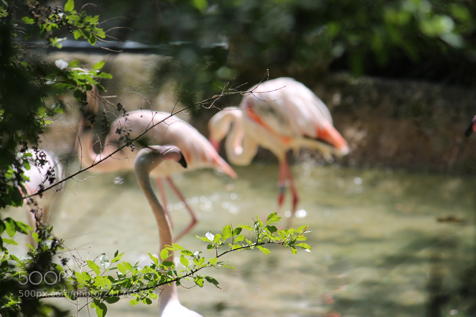 Canon EF-S 55-250mm F4-5.6 IS II sample photo. Flamingos photography