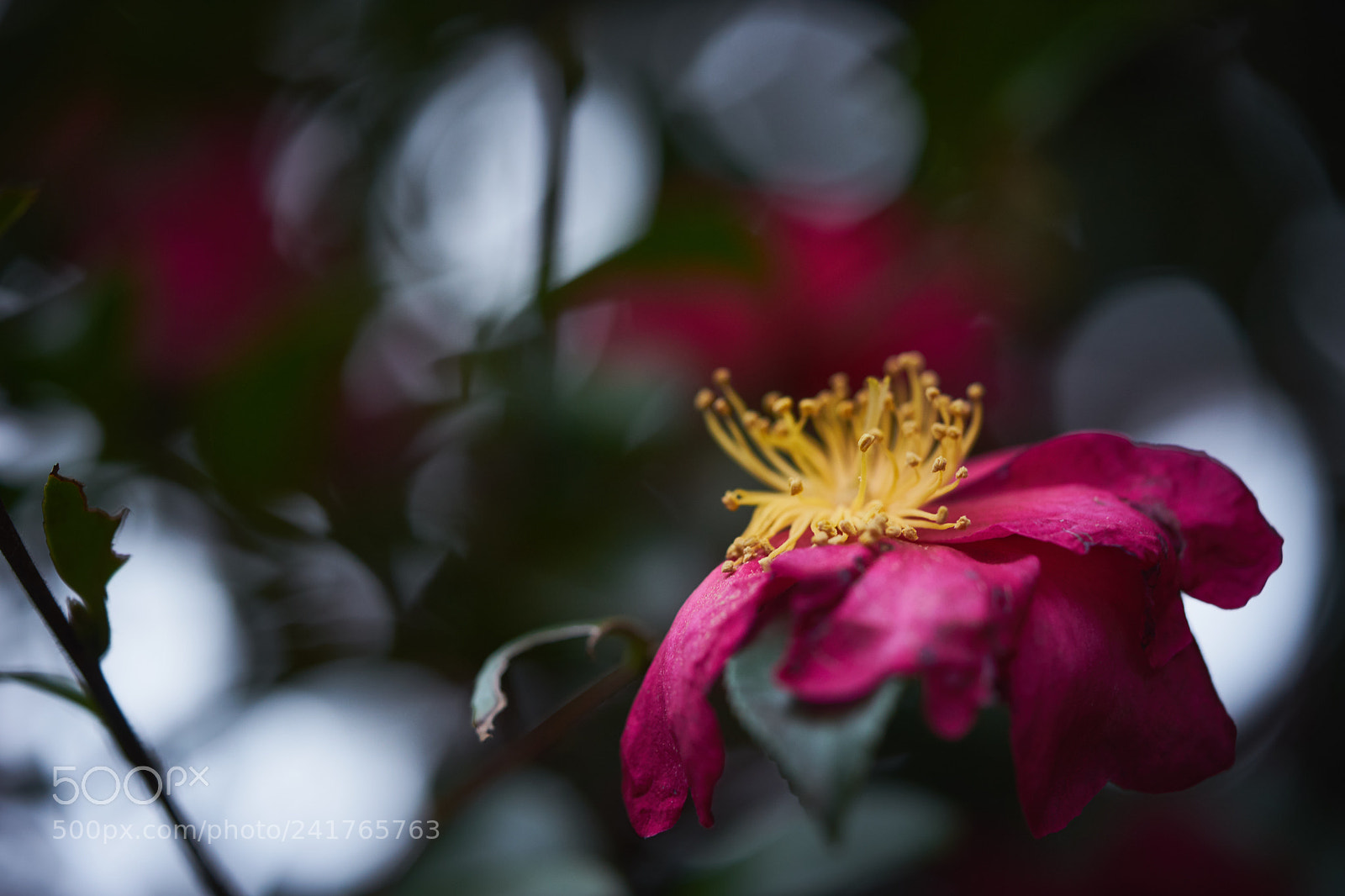 Sony a7 sample photo. Flowers 6099 photography