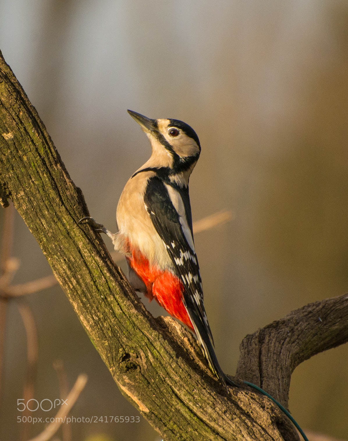 Nikon D7100 sample photo. Looking good woody photography