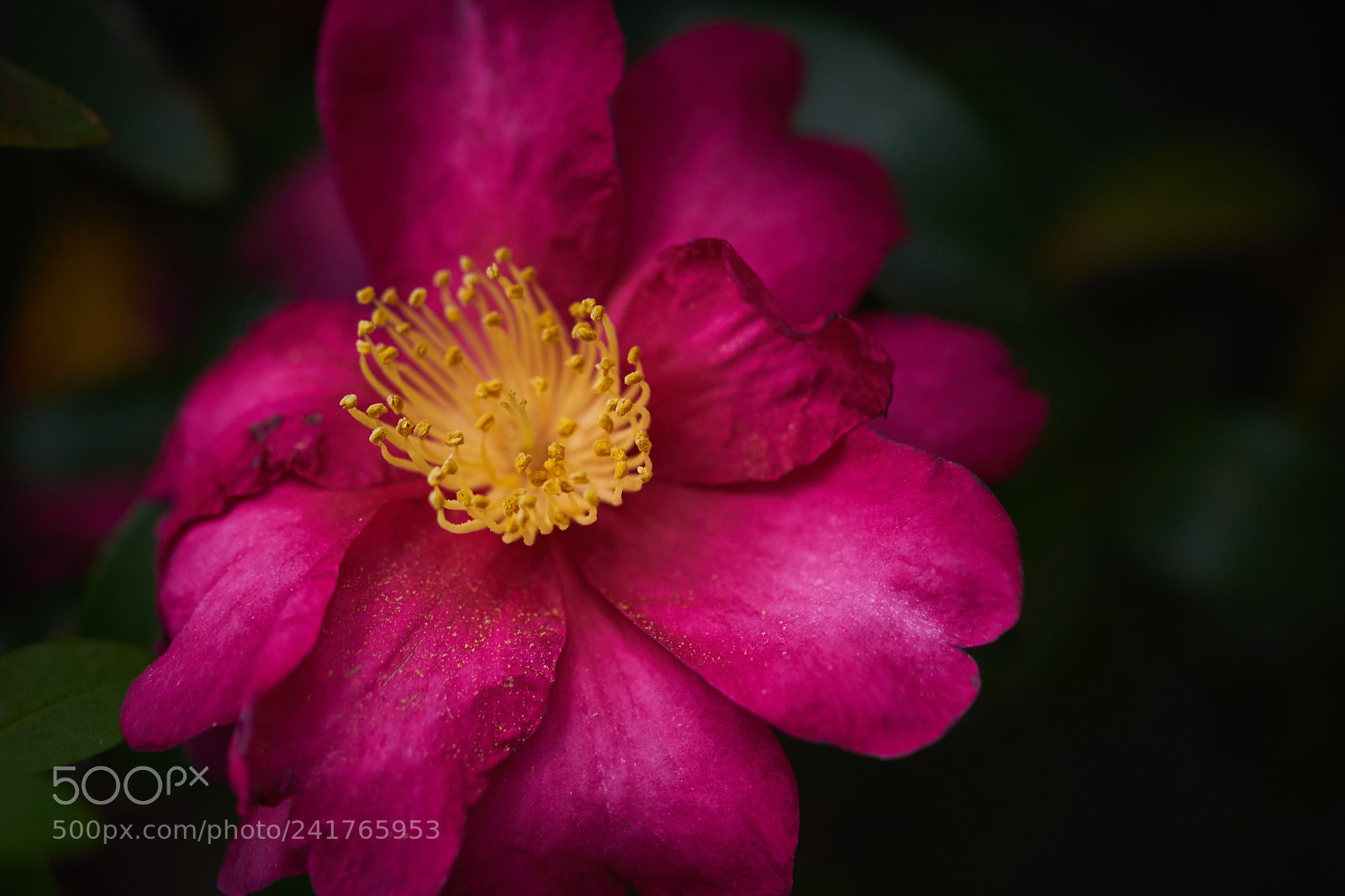 Sony a7 sample photo. Flowers 6100 photography