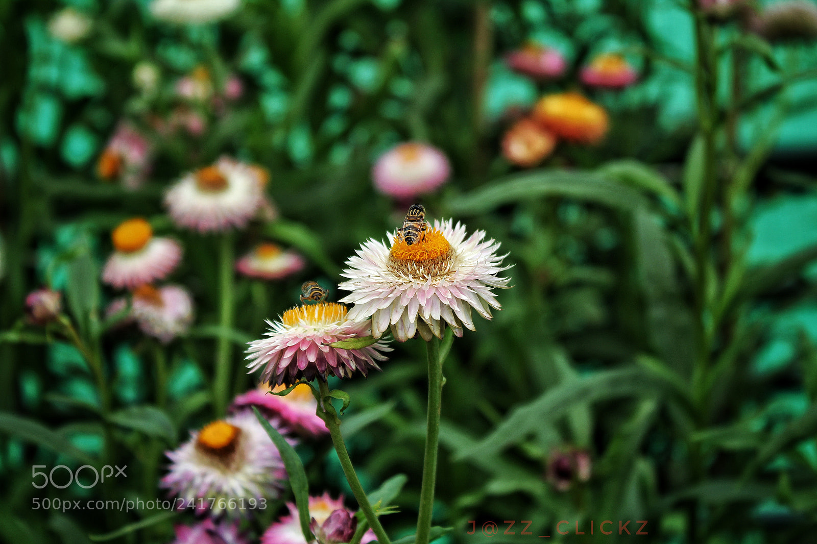 Canon EOS 1200D (EOS Rebel T5 / EOS Kiss X70 / EOS Hi) sample photo. Bees buzz photography