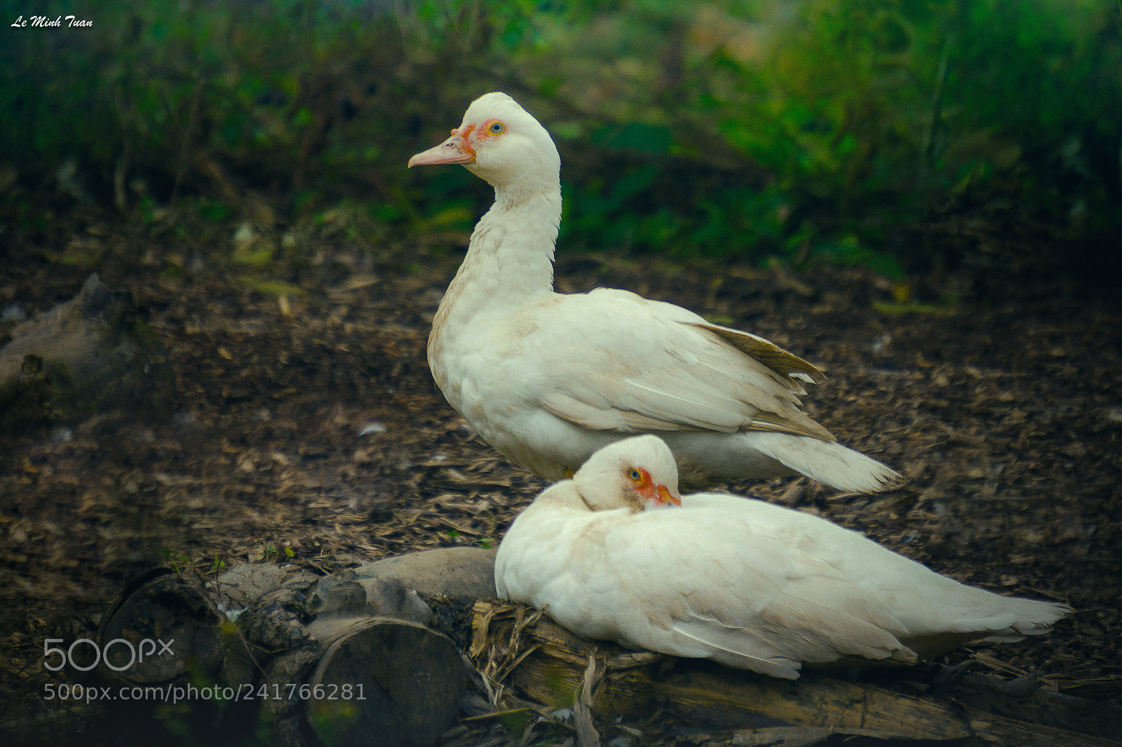 Sony Alpha NEX-7 sample photo. The couple photography