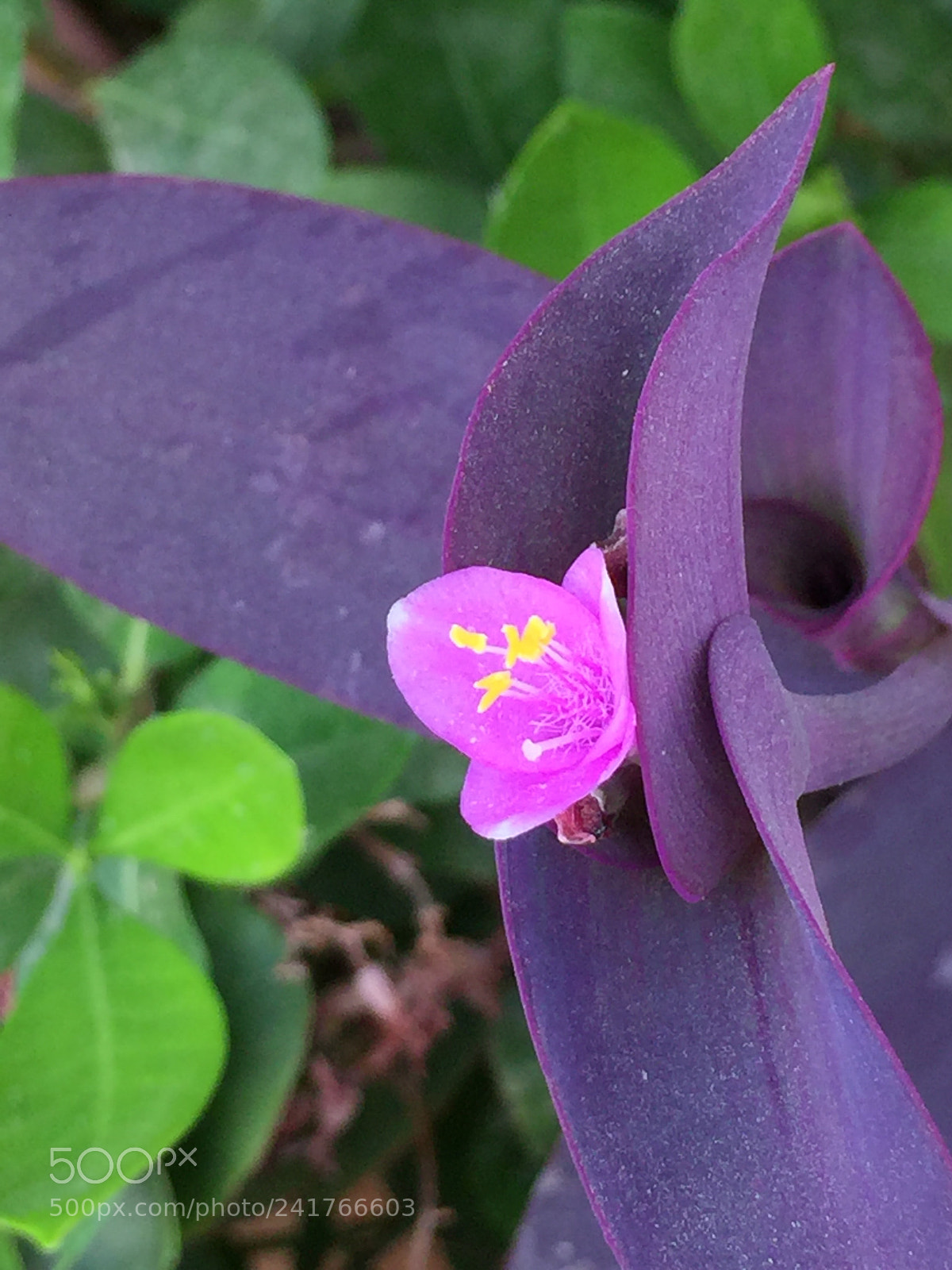 Apple iPhone 6 Plus sample photo. Purple plant photography