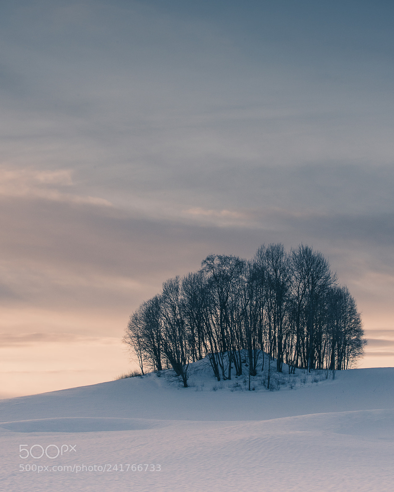 Nikon D600 sample photo. Winter grove photography