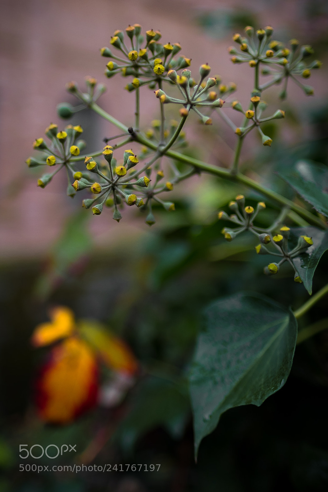 Fujifilm X-T2 sample photo. Vegetation photography
