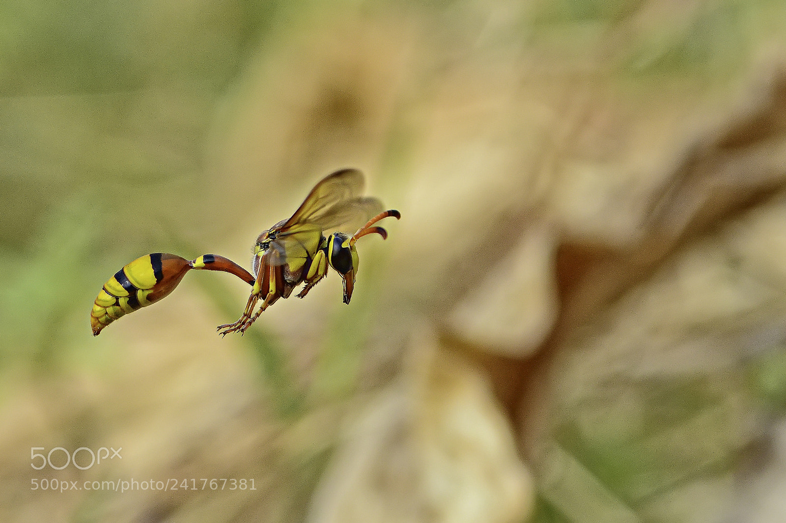 Nikon D7100 sample photo. Yellow potter wasp photography