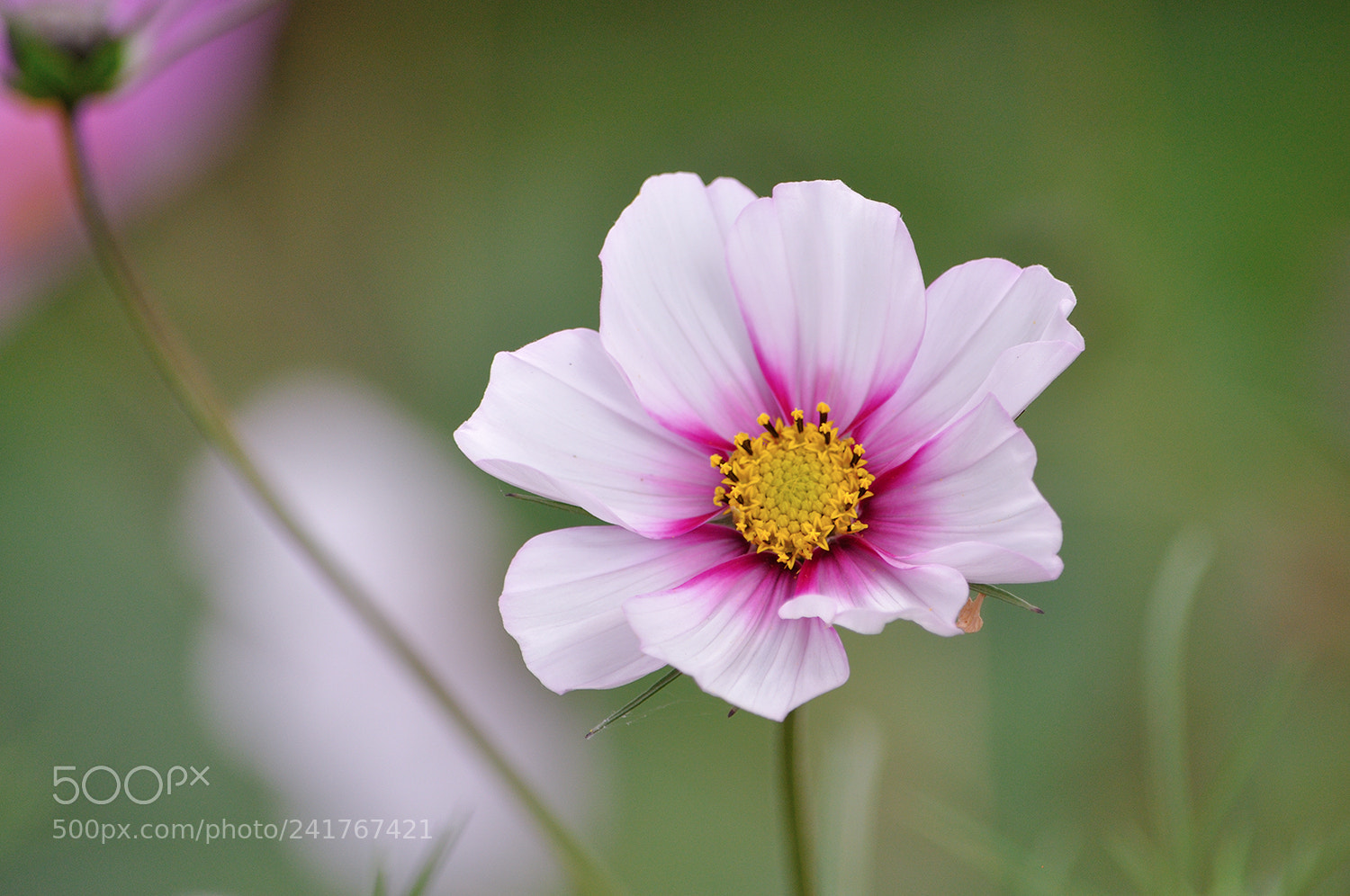 Nikon D90 sample photo. Девчонкою цветёт космея снова photography