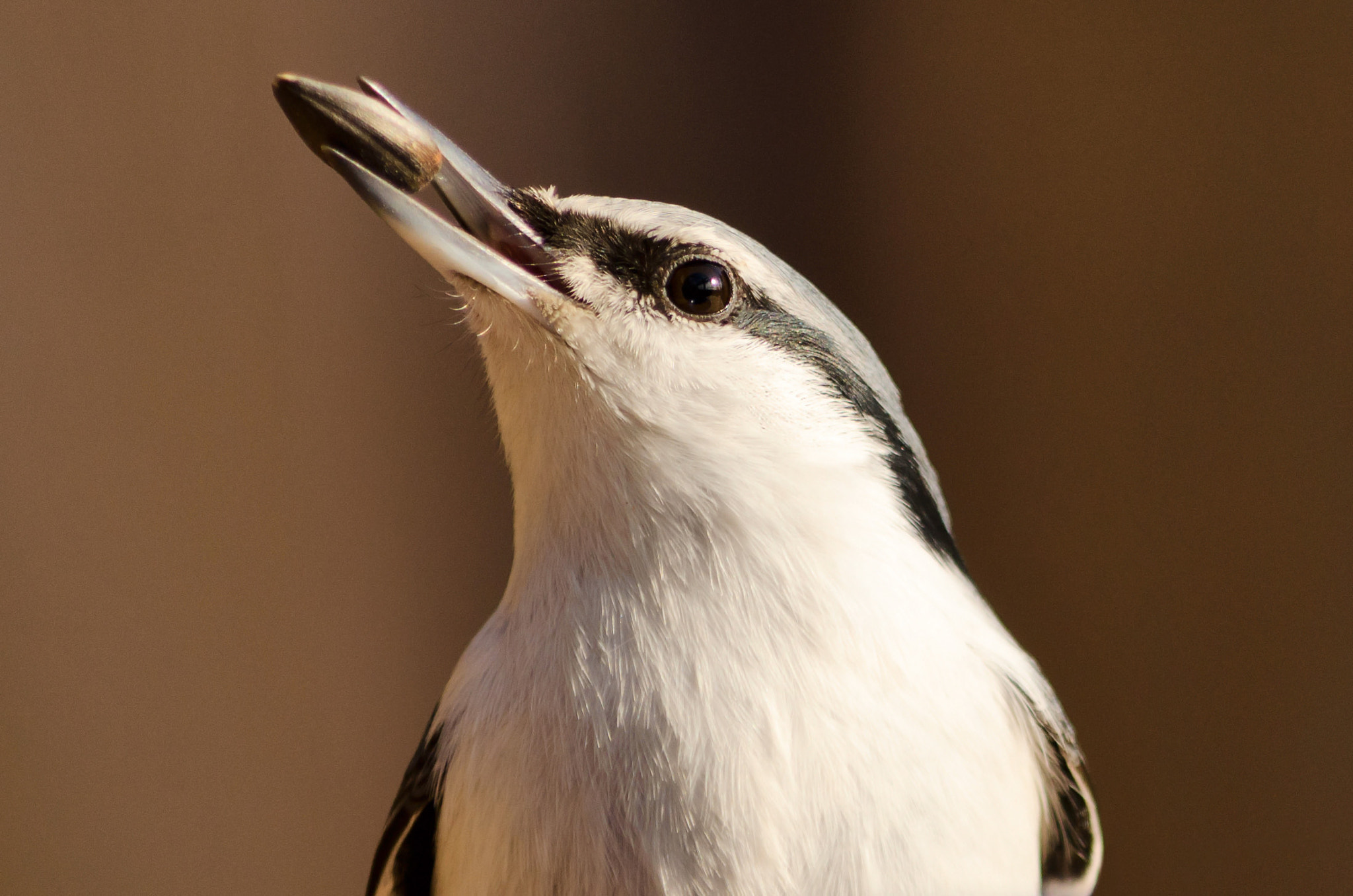 nuthatch