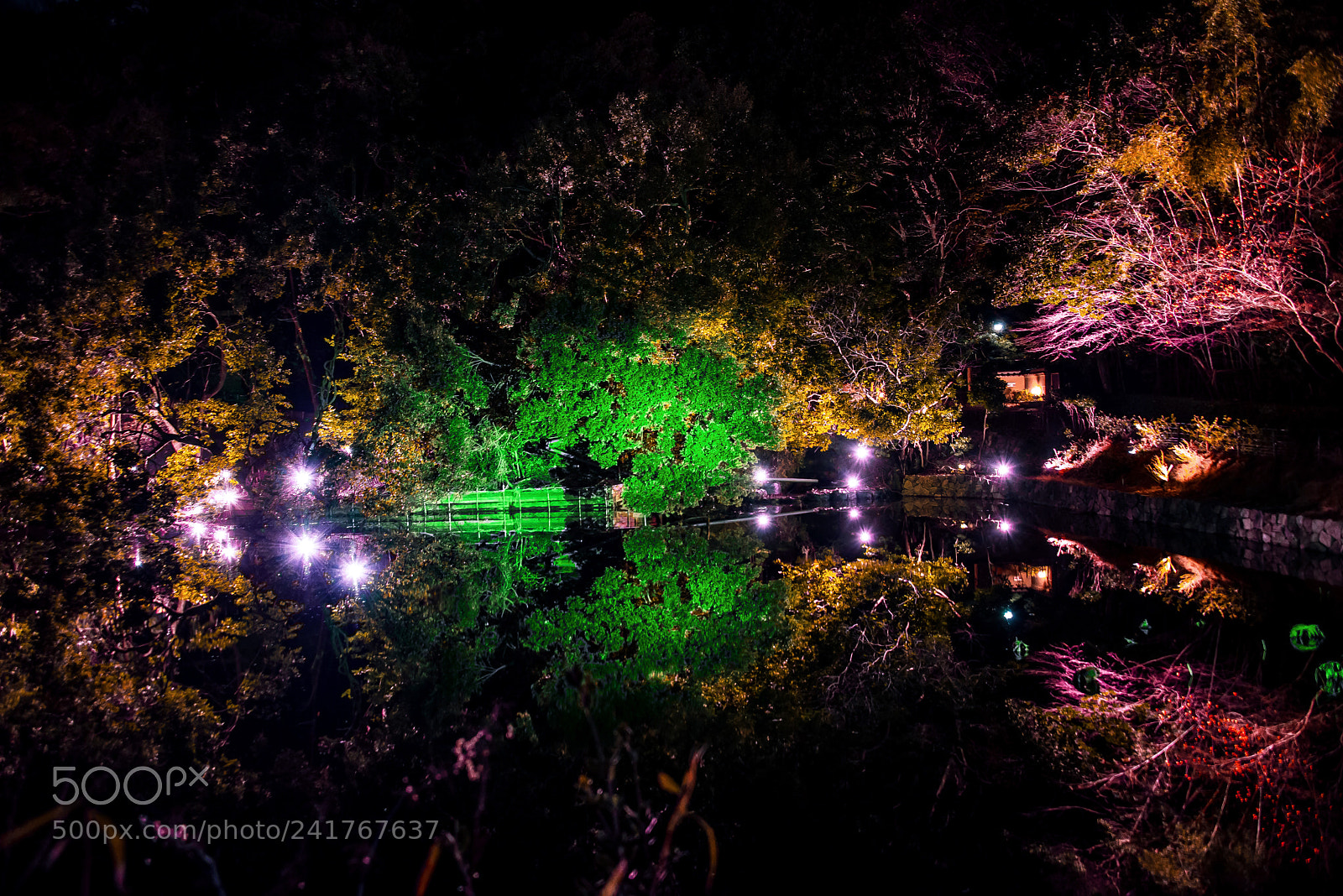 Nikon D800E sample photo. Trees reflected in the photography