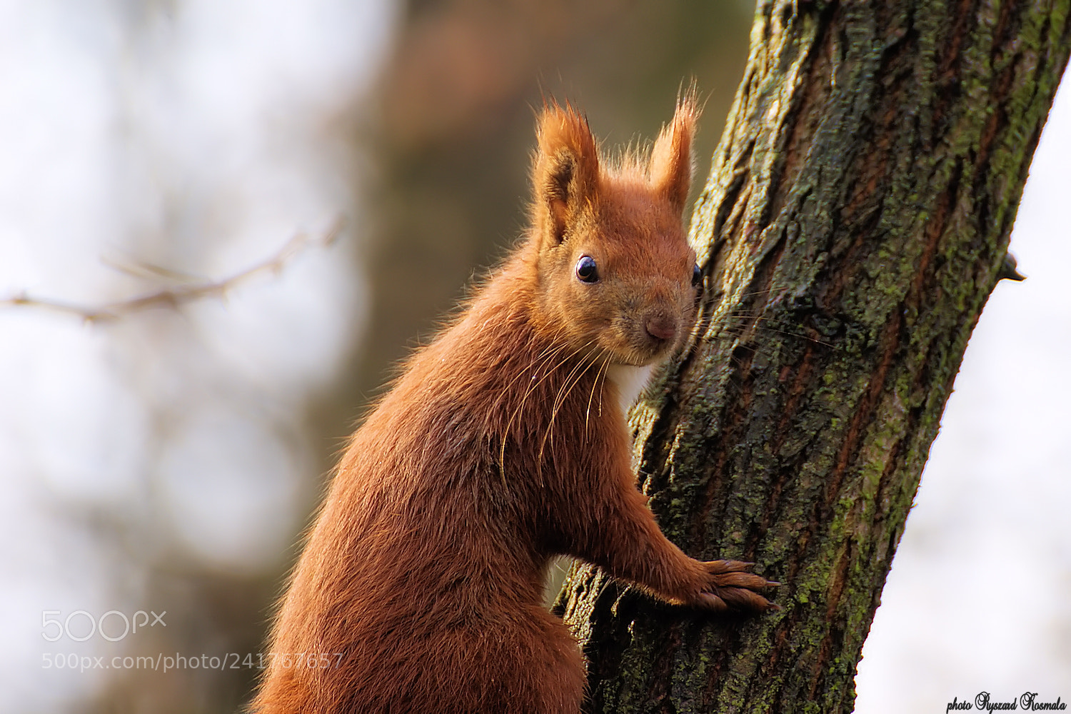 Sony Alpha DSLR-A300 sample photo. Do you have nuts photography