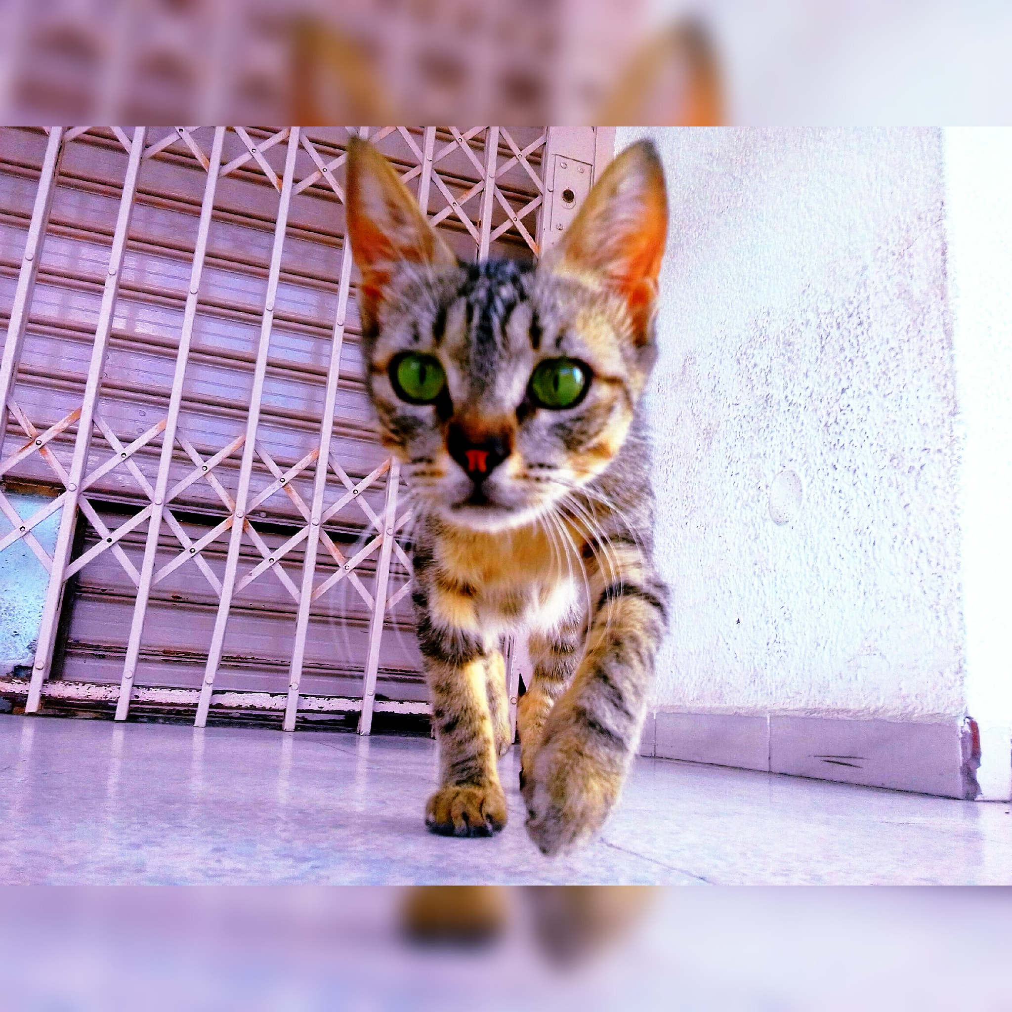 Samsung J1 Mini Prime sample photo