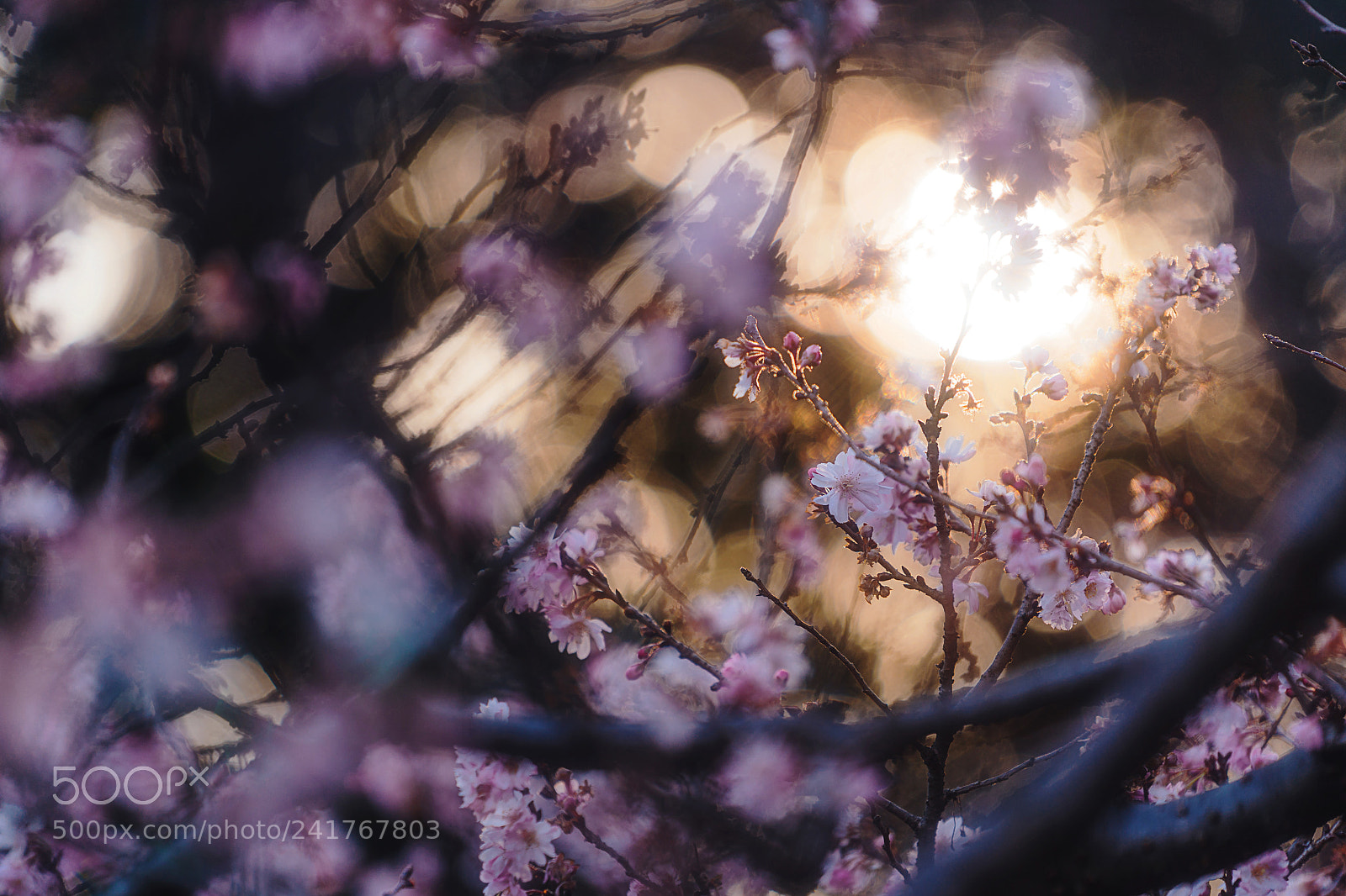 Sony a9 sample photo. Winter cherry blossoms photography