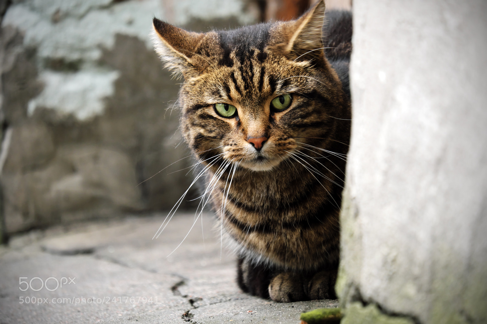 Fujifilm X-T20 sample photo. Tiger color cat photography