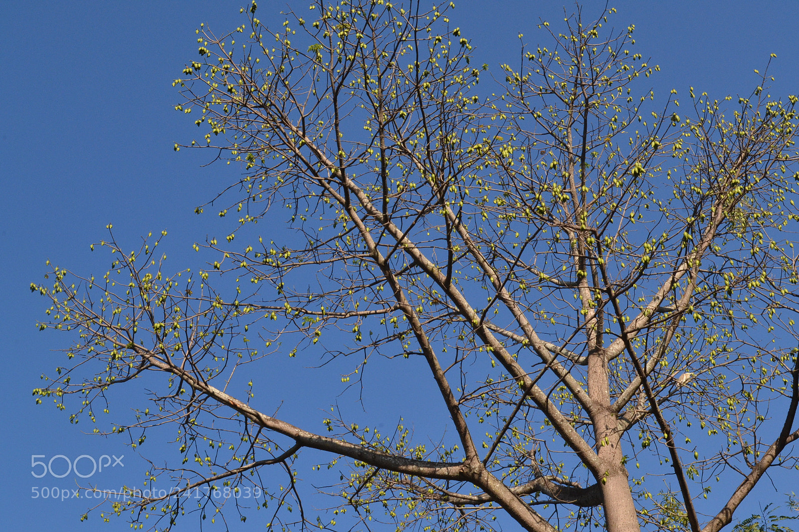 Nikon D3100 sample photo. A green fantasy against photography