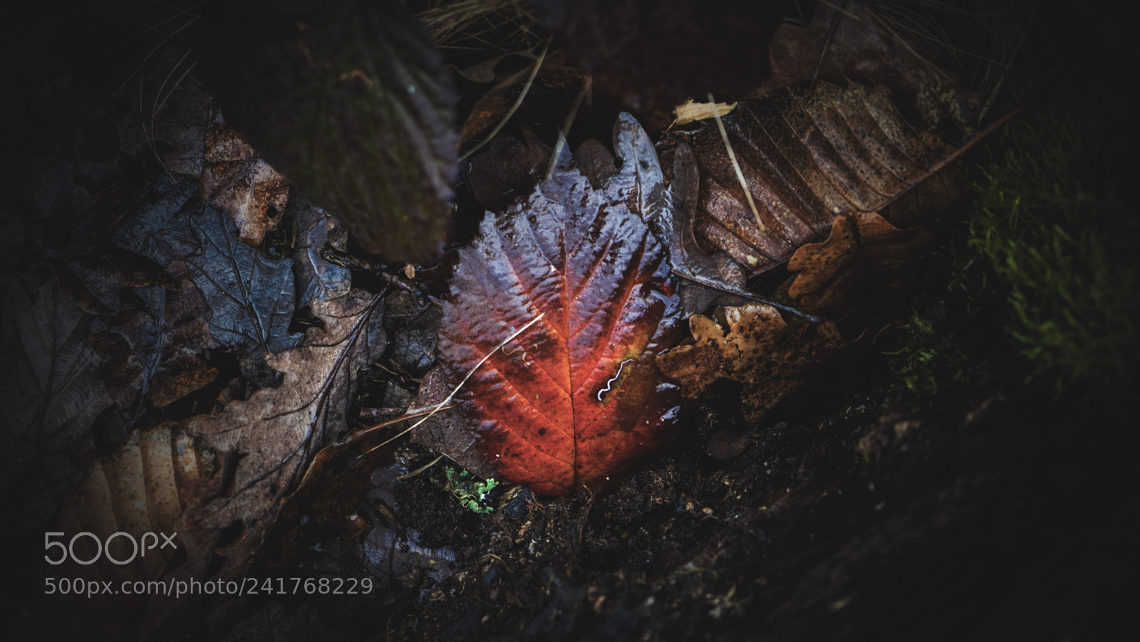 Sony a7 sample photo. Leaf photography