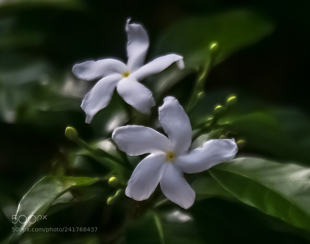 Nikon D7200 sample photo. Untitled photography