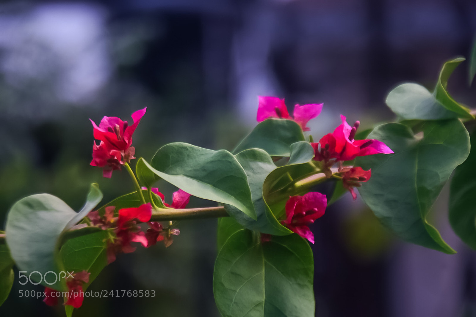 Nikon D7200 sample photo. Untitled photography