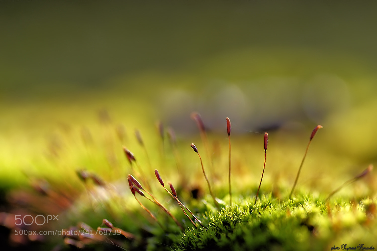 Sony Alpha DSLR-A300 sample photo. Moss photography