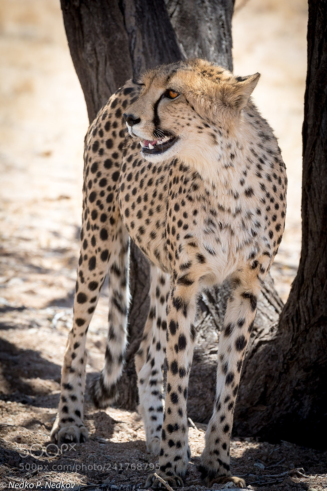 Nikon D500 sample photo. Resting in the shadow photography