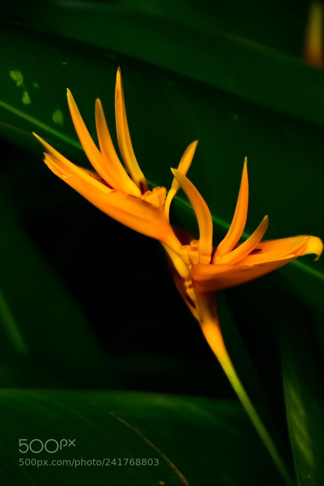 Nikon D7200 sample photo. Untitled photography