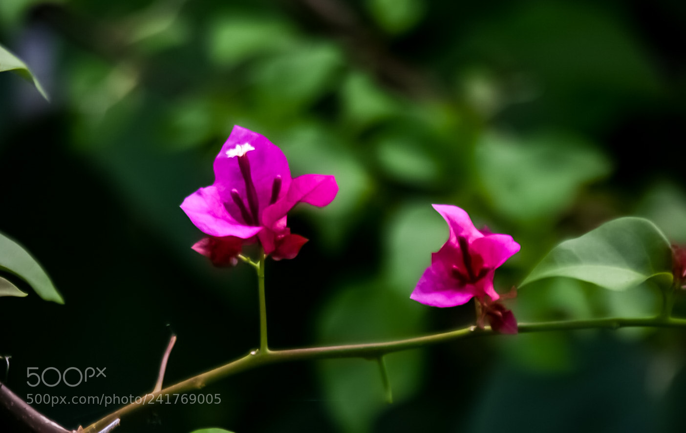 Nikon D7200 sample photo. Untitled photography
