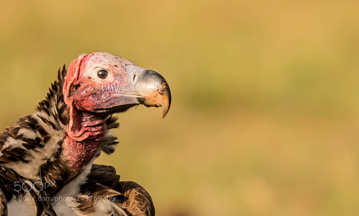 Nikon D5 sample photo. Laped faced vulture photography