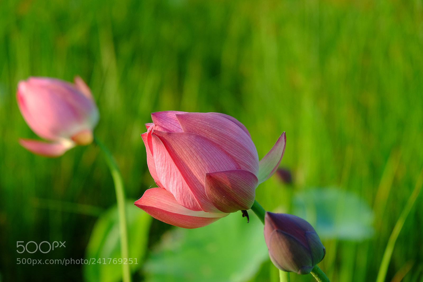Fujifilm X-T10 sample photo. Lotus vietnamese photography
