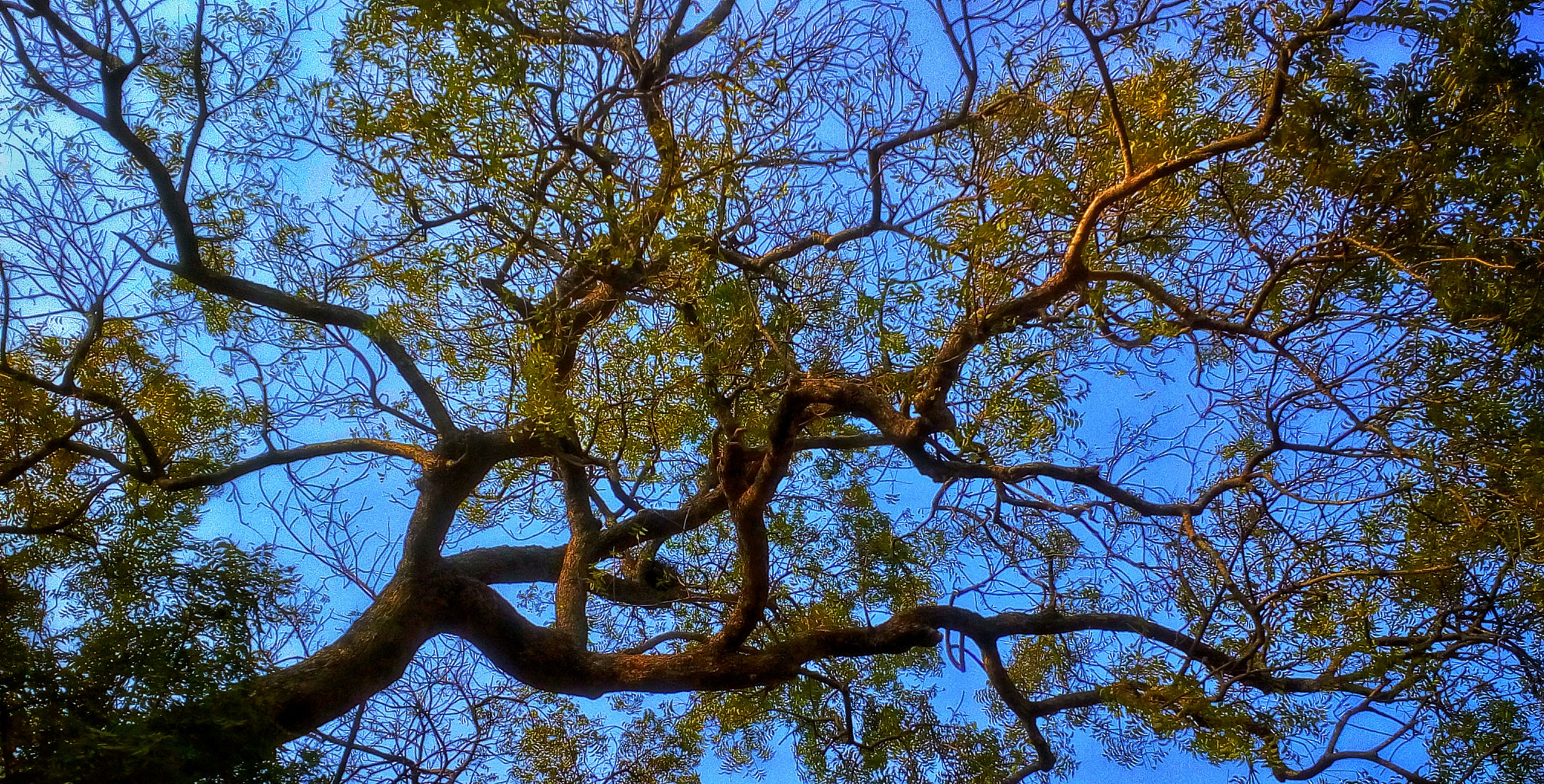 Motorola Moto E3 Power sample photo. Network of twigs photography