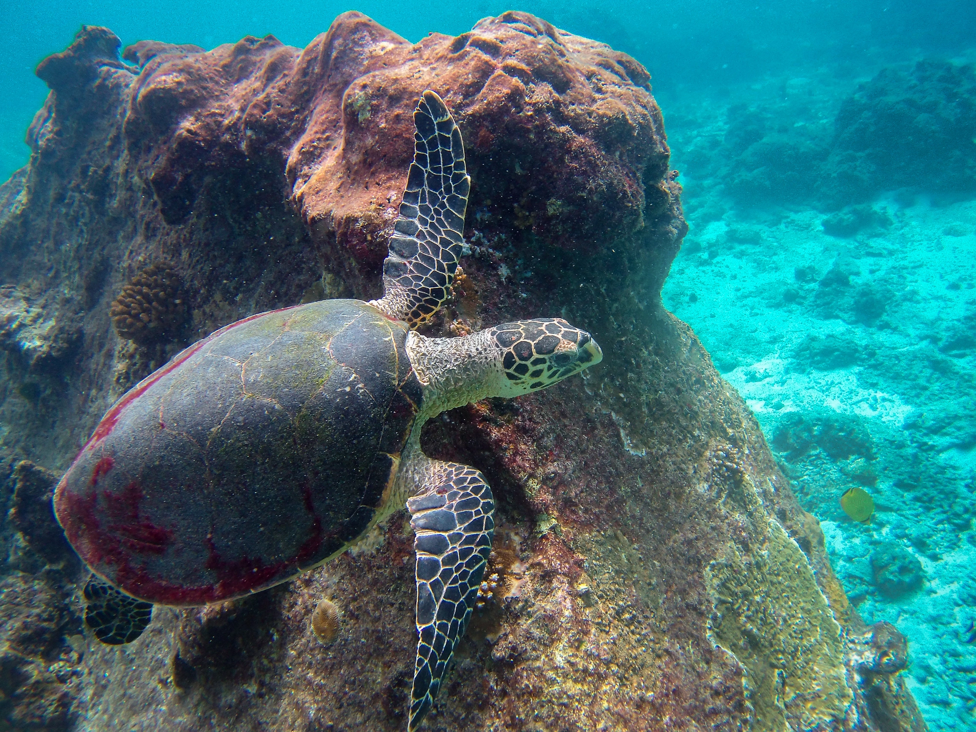 Turtle in blue