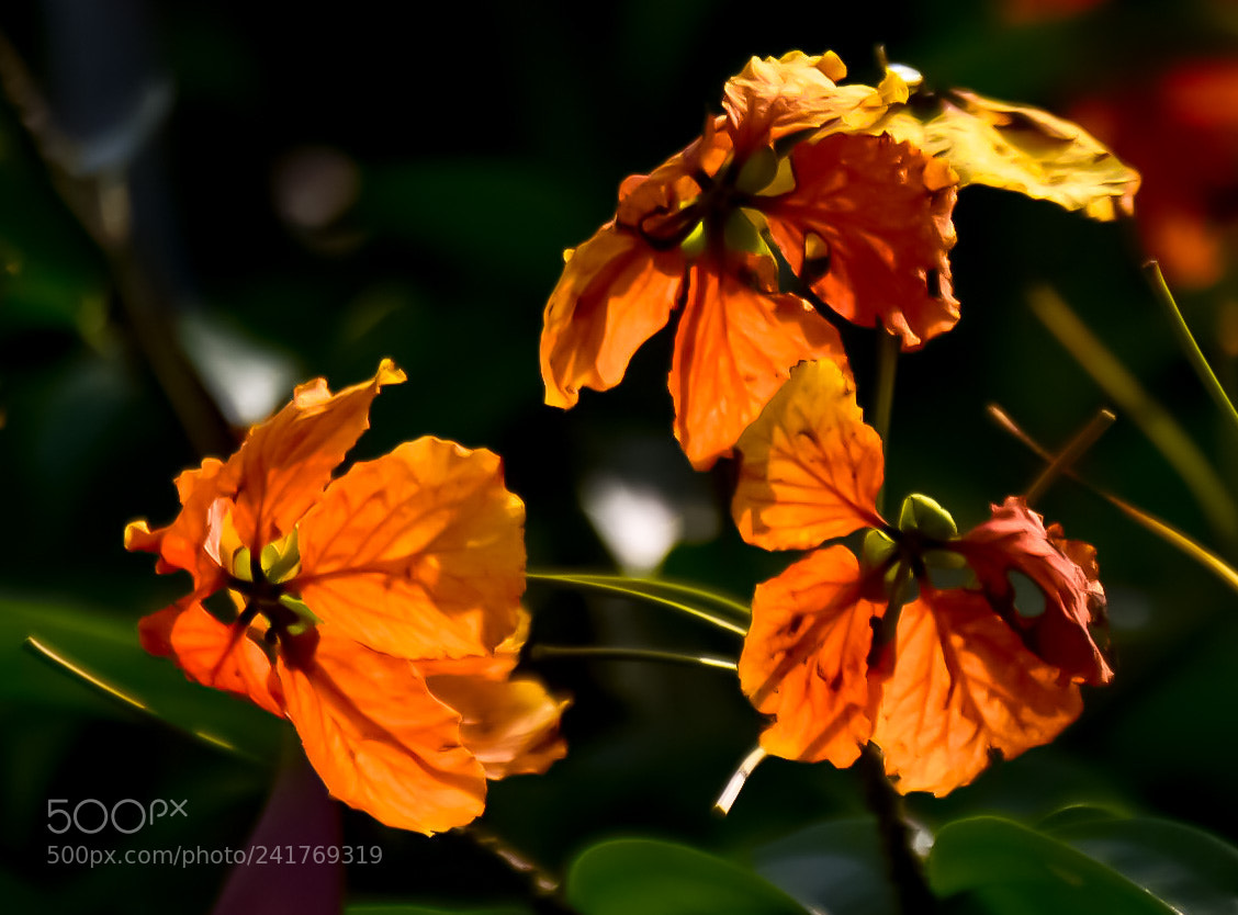 Nikon D7200 sample photo. Untitled photography