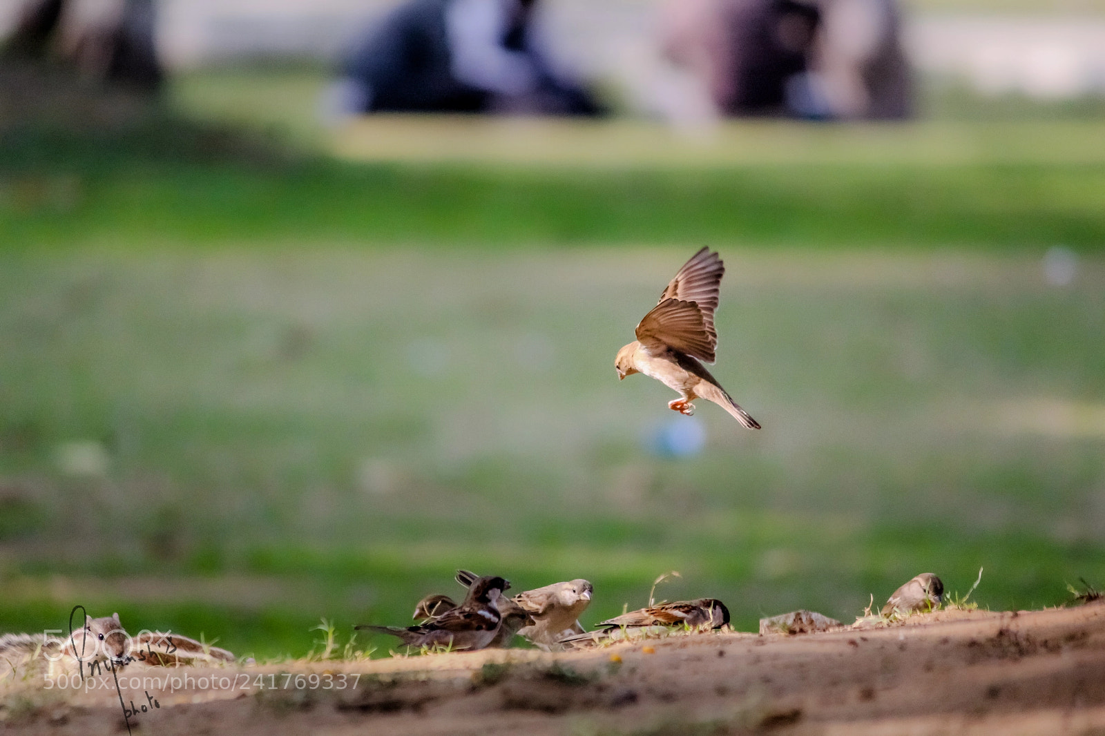 Canon EOS 1200D (EOS Rebel T5 / EOS Kiss X70 / EOS Hi) sample photo. Sparrow jump photography