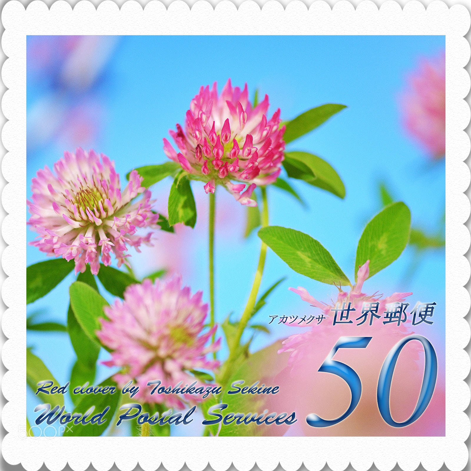Nikon D800 sample photo. Red clover photography