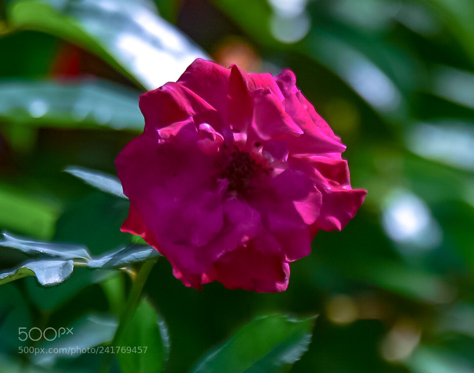 Nikon D7200 sample photo. Untitled photography