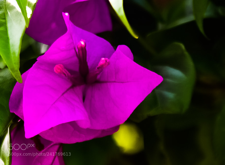 Nikon D7200 sample photo. Untitled photography