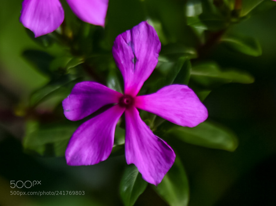 Nikon D7200 sample photo. Untitled photography