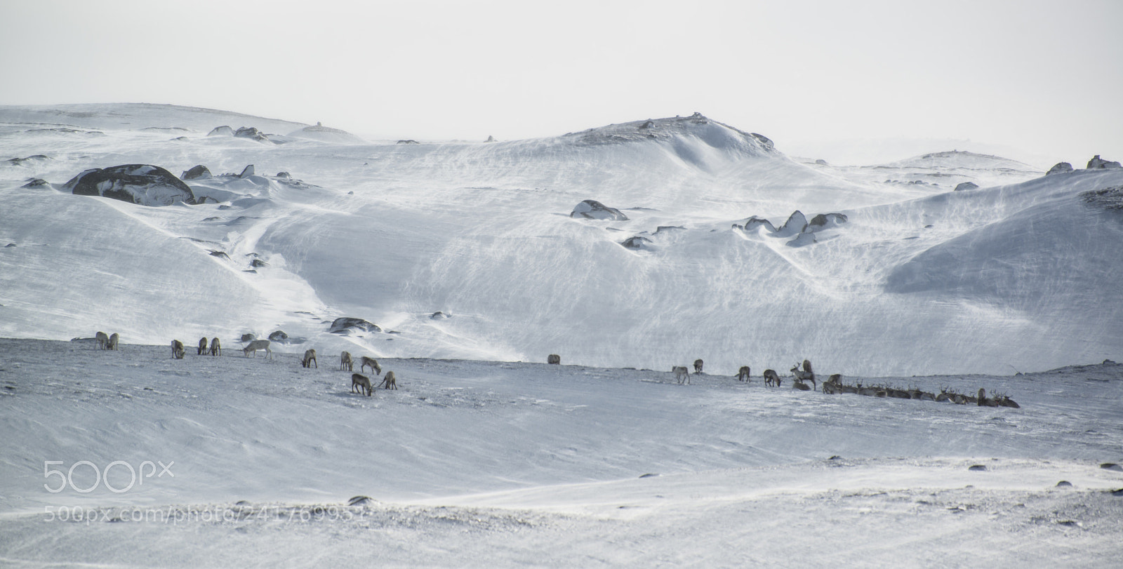 Nikon D800 sample photo. In winter it s photography
