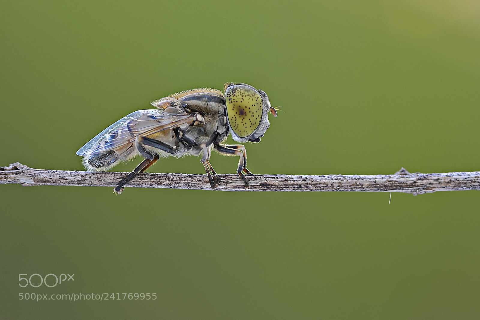 Nikon D7100 sample photo. Hoverfly photography
