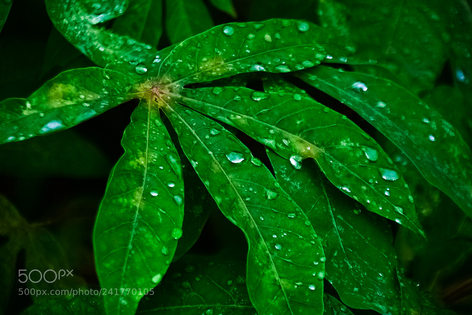 Nikon D7200 sample photo. Untitled photography