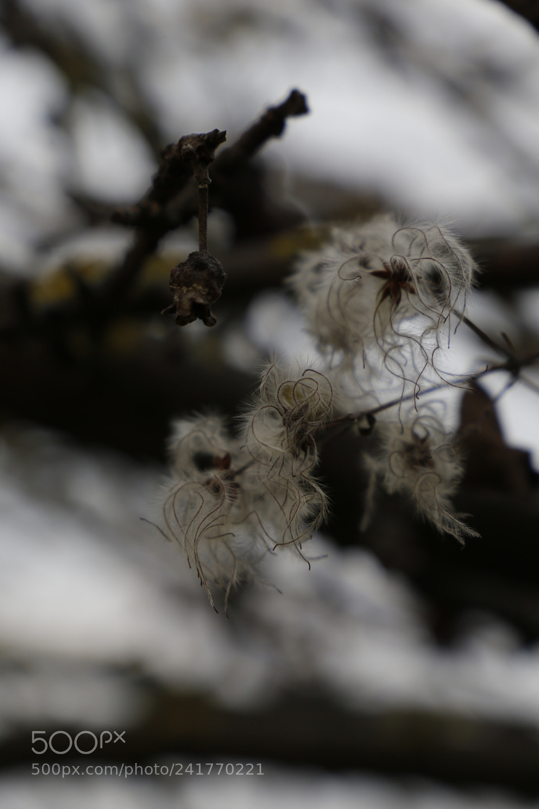 Canon EF 24-105mm F3.5-5.6 IS STM sample photo. Winter plant photography