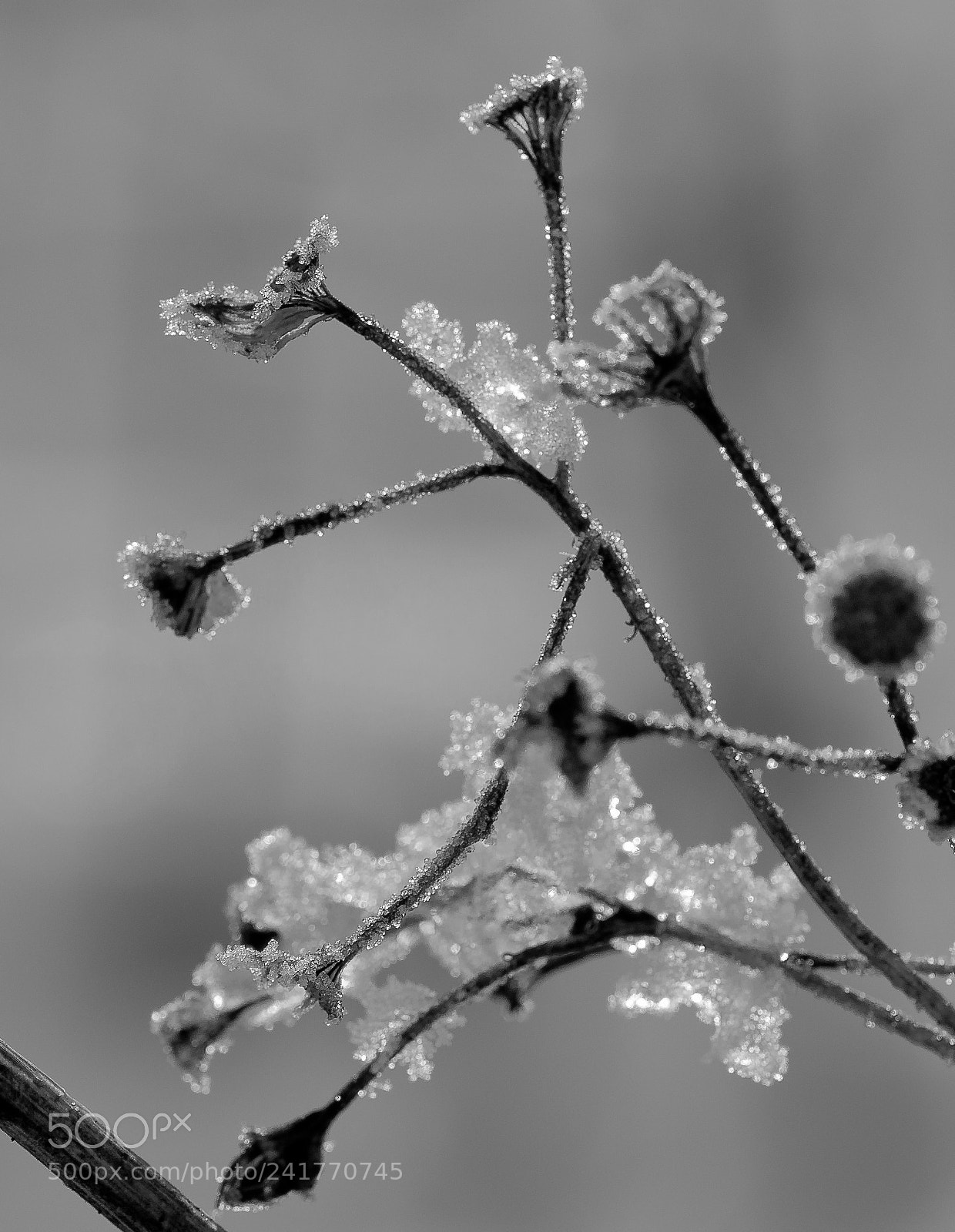 Nikon D90 sample photo. Verblüht und gefroren photography