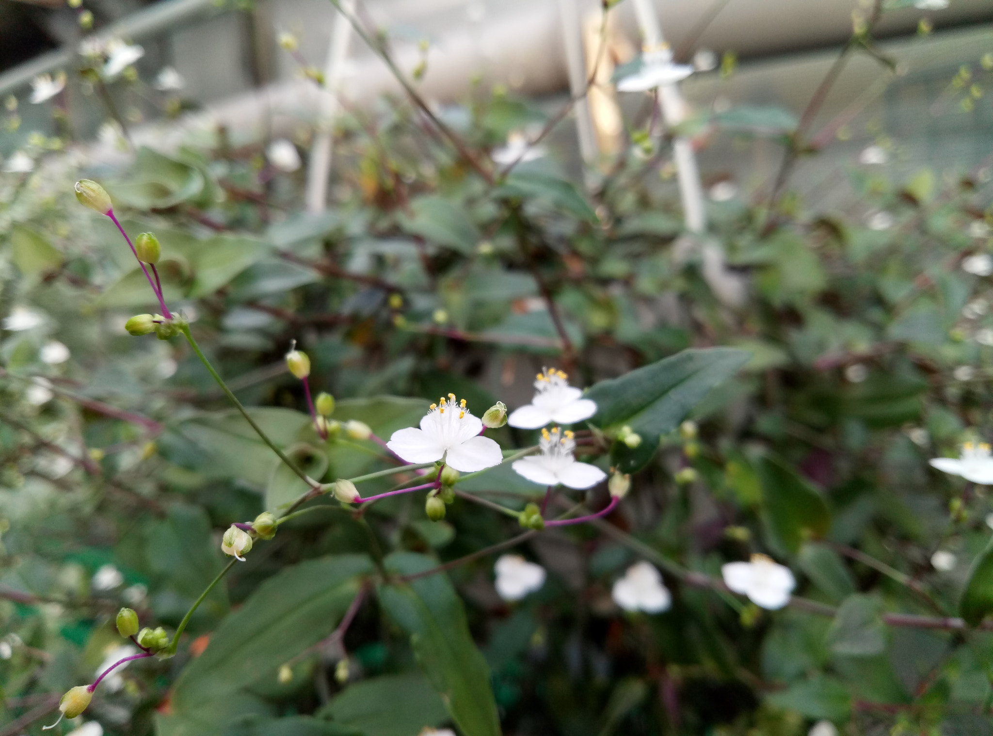 Meizu M3 Max sample photo. Home garden photography