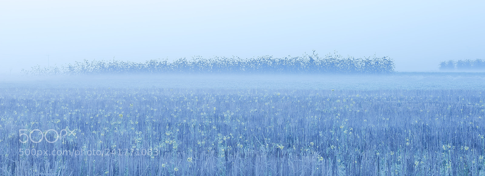 Nikon D800 sample photo. Field photography