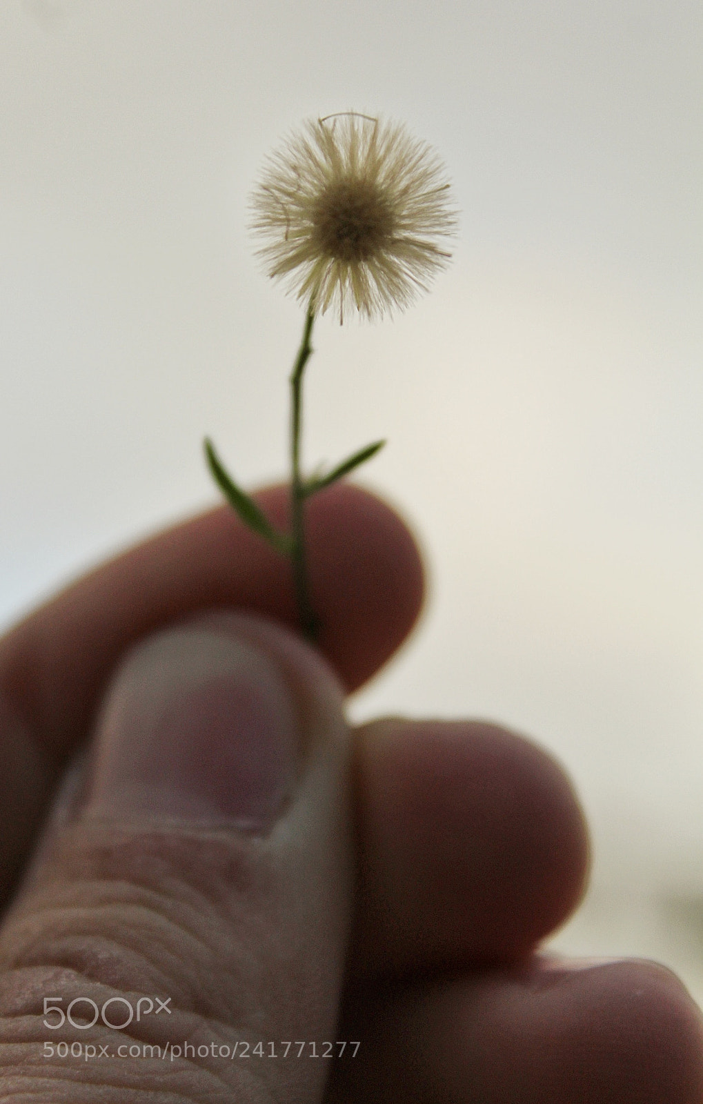 Canon EOS 1200D (EOS Rebel T5 / EOS Kiss X70 / EOS Hi) sample photo. Fragile photography