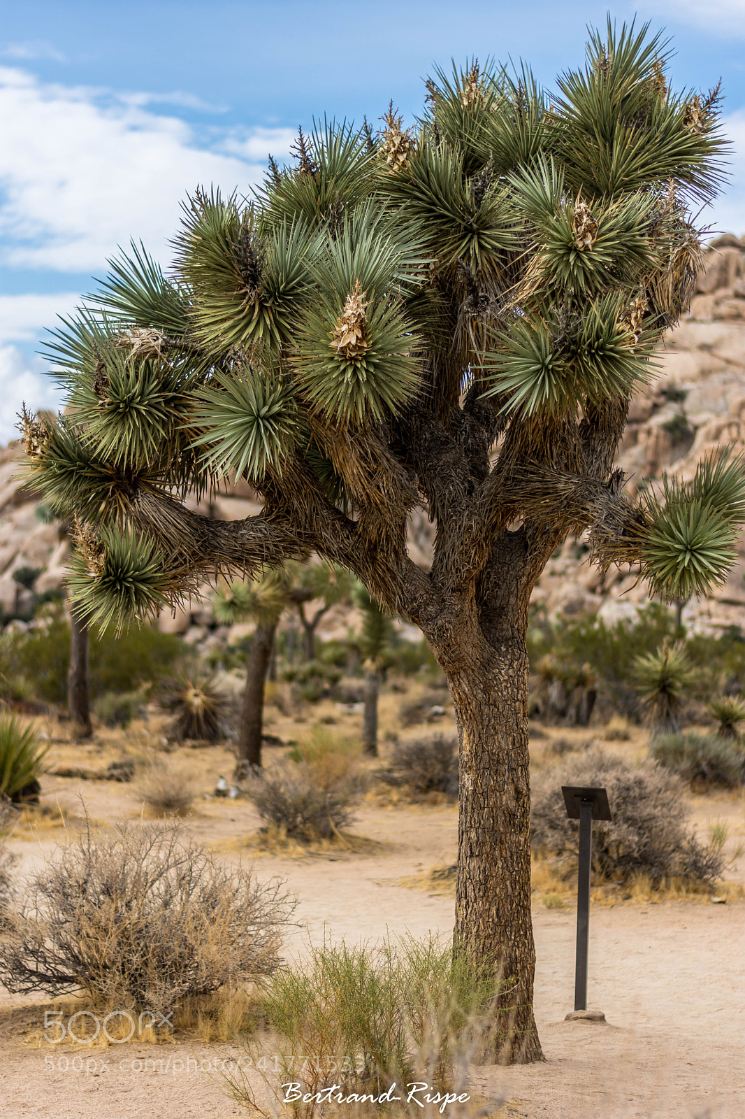 Nikon D7200 sample photo. Joshua tree photography