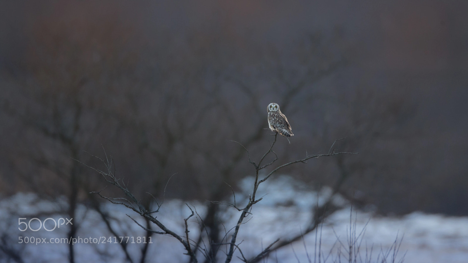 Canon EOS-1D X sample photo. 凍てつく地のコミミズク photography