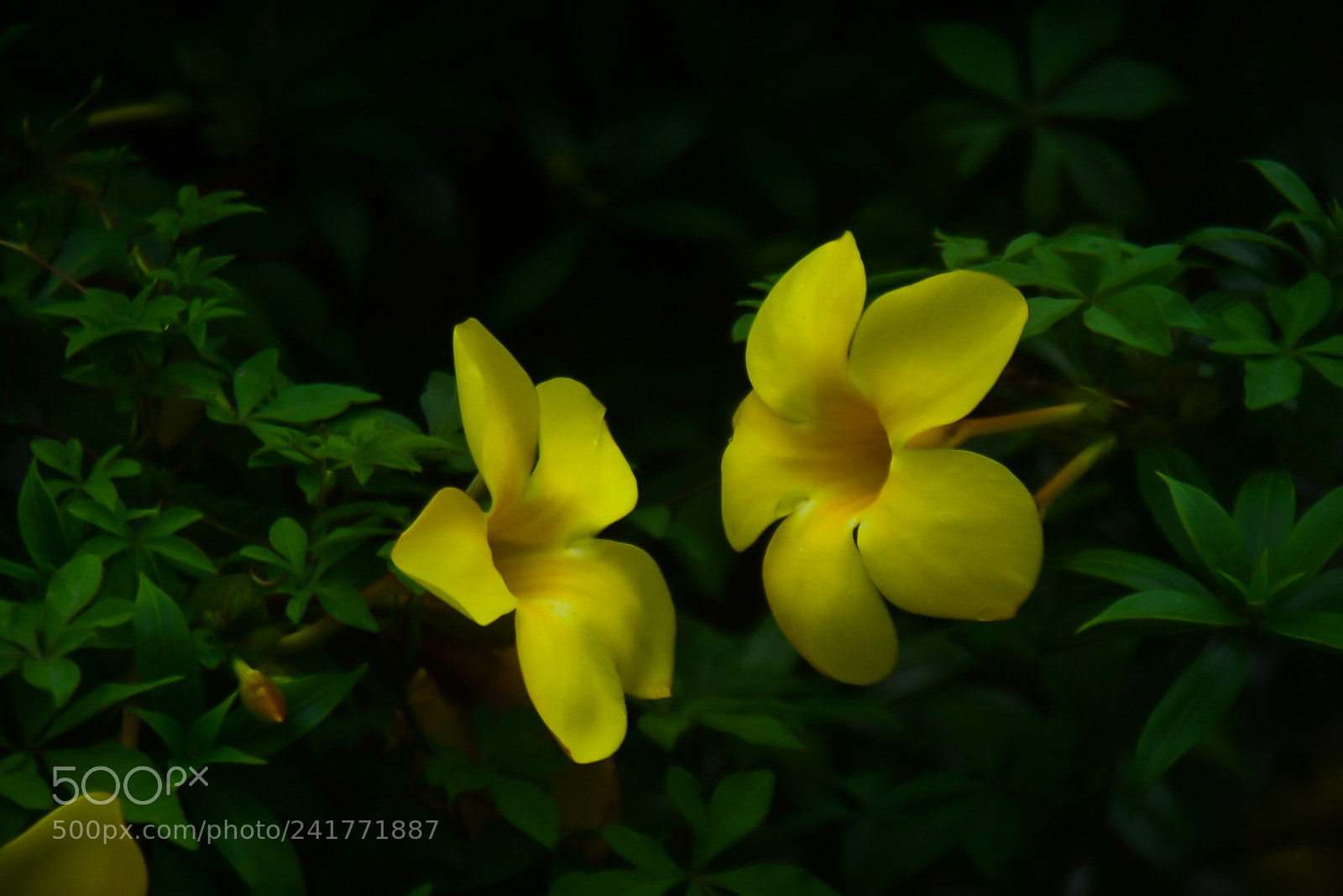 Nikon D7200 sample photo. Untitled photography